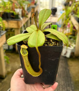 Nepenthes platychila AW *INDIVIDUAL SEEDLINGS CLONE AW*