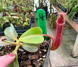 Nepenthes veitchii x lowii BE-4006 *SPECIMENS*