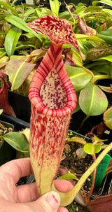 Nepethes glandulifera x (burbidgeae x edwardsiana) BE-3990