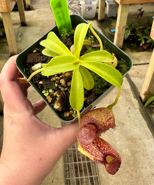 Nepenthes maxima x aristolochioides BE-3578
