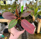 Nepenthes x Alisaputrana BE-3865 *SEED-GROWN* *SPECIMENS*