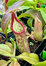 Nepenthes 'Rokko' x x Josefita *SEED-GROWN*