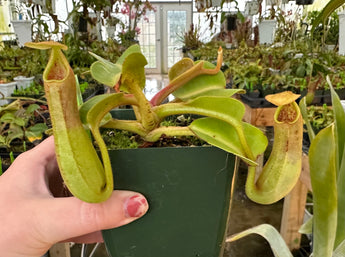 Nepenthes truncata “Pasian” BE-3203