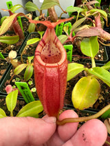 Nepenthes (veitchii x mira) x (burbidgeae x edwardsiana) BE-3992