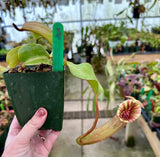 Nepenthes veitchii x lowii BE-4006 *SPECIMENS*