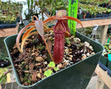 Nepenthes densiflora x rafflesiana BE-3719