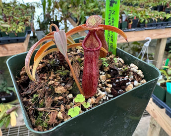 Nepenthes densiflora x rafflesiana BE-3719
