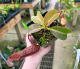Nepenthes maxima x (lowii x macrophylla) BE-3709