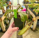 Nepenthes (burbidgeae x veitchii) x mollis AW