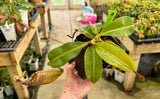 Nepenthes (burbidgeae x veitchii) x mollis AW