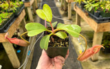 Nepenthes robcantleyi x (burbidgeae x edwardsiana) BE-4020 *SEED-GROWN* *SPECIMEN*