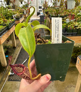 Nepenthes burbidgeae x talangensis BE-3952