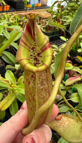 Nepenthes spathulata x (burbidgeae x edwardsiana) BE-3978