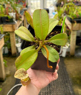 Nepenthes platychila AW *INDIVIDUAL SEEDLINGS CLONE AW*