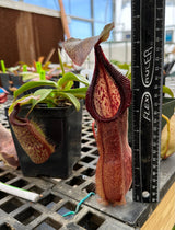 Nepenthes spathulata x hamata BE-3712