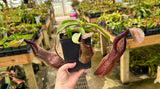 Nepenthes spathulata x hamata BE-3712