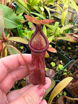 Nepenthes densiflora x rafflesiana BE-3719