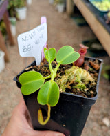 Nepenthes villosa x robcantleyi ‘King of Spades' BE-4079