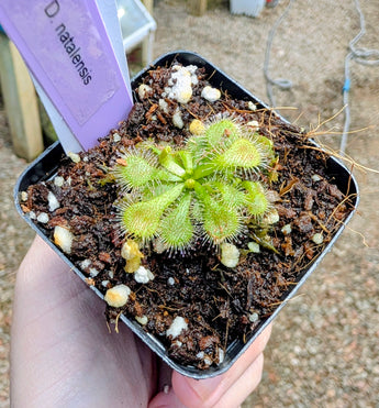 Drosera natalensis