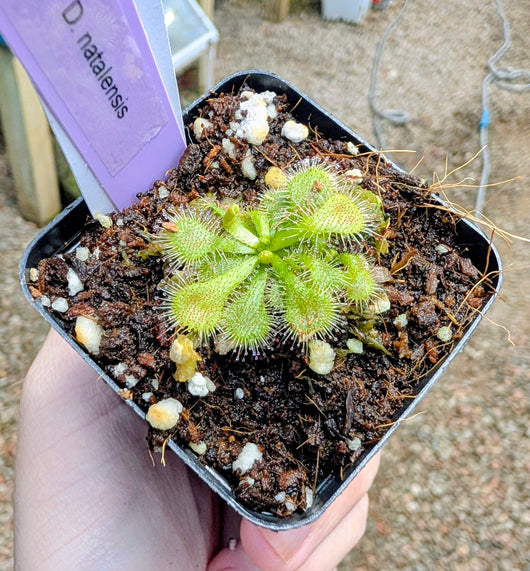 Drosera natalensis