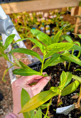 Nepenthes "Melvino" x maxima 'mini' *ROOTED CUTTINGS*