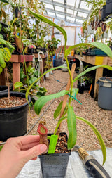 Nepenthes ventricosa x pectinata *ROOTED CUTTINGS*