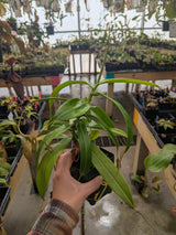 Nepenthes ventricosa "Black Peristome"