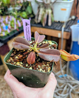 Nepenthes veitchii x maxima BE-4061