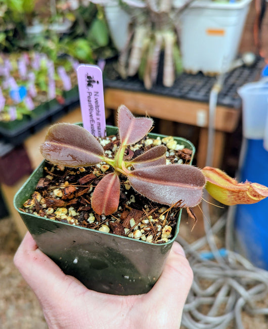 Nepenthes veitchii x maxima BE-4061
