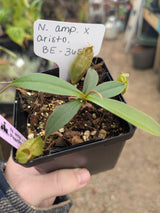 Nepenthes ampullaria x aristolochioides - BE-3658