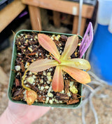 Nepenthes 'Helen' BE-4528 - selected cultivar