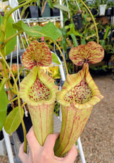 Nepenthes maxima x truncata *SPECIMEN*