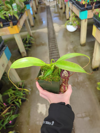Nepenthes alata x maxima *Rooted cutting*