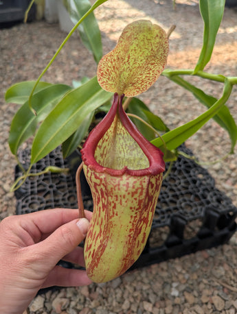 Nepenthes x Red Leopard *SPECIMEN*