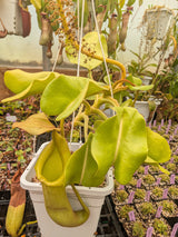 Nepenthes truncata SEED-GROWN *SPECIMEN*