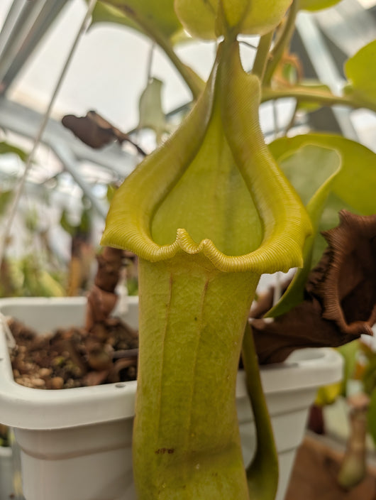Nepenthes truncata SEED-GROWN *SPECIMEN*