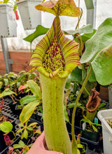 Nepenthes truncata x ramispina Seeds