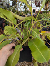 Nepenthes maxima x truncata *PRE clone A* *ROOTED CUTTINGS*