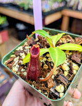 Nepenthes 'Bill Bailey' x robcantleyi BE-3965