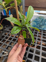 Nepenthes sibuyanensis BE-4029 *SEED-GROWN* *SPECIMENS*