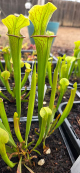 Sarracenia oreophila clay CO x "Hot Lips"