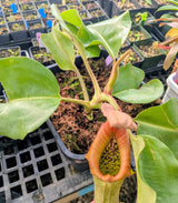 Nepenthes truncata SEED-GROWN *SPECIMEN*