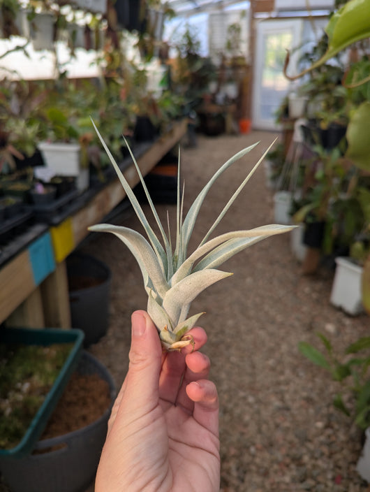 Tillandsia Xerographica