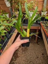 Oncidium Firecat 'Simple Pleasures '