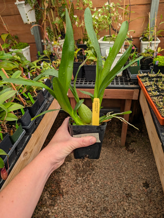Oncidium Firecat 'Simple Pleasures '