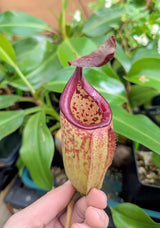 Nepenthes burbidgeae x (maxima x talangensis) BE-3764