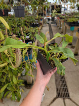 Nepenthes veitchii x maxima