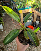 Nepenthes x Alisaputrana BE-3865 *SEED-GROWN* *SPECIMENS*