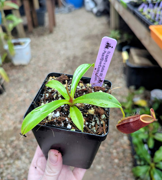 Nepenthes spathulata x dubia BE-3751