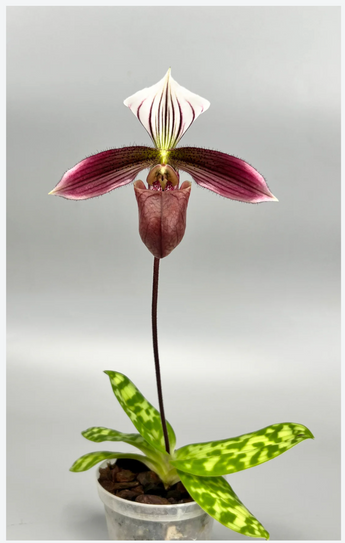 Paphiopedilum purpuratum